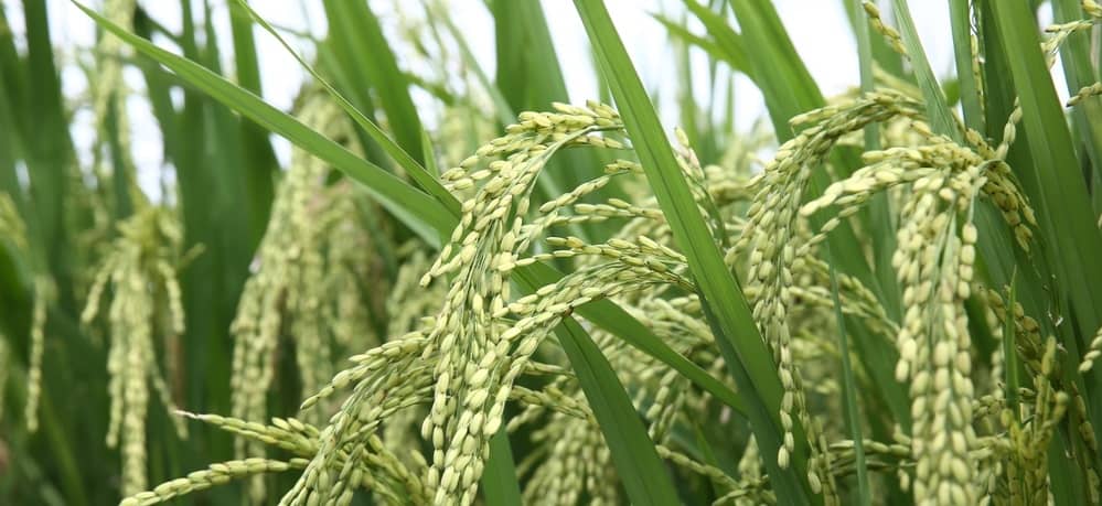 Why is Grass Seed So Expensive - picture of grass seed plant with seeds hanging down