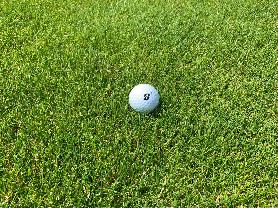 Perennial Ryegrass is used in hard wearing grass seed mixtures for lawns and sports pitches.