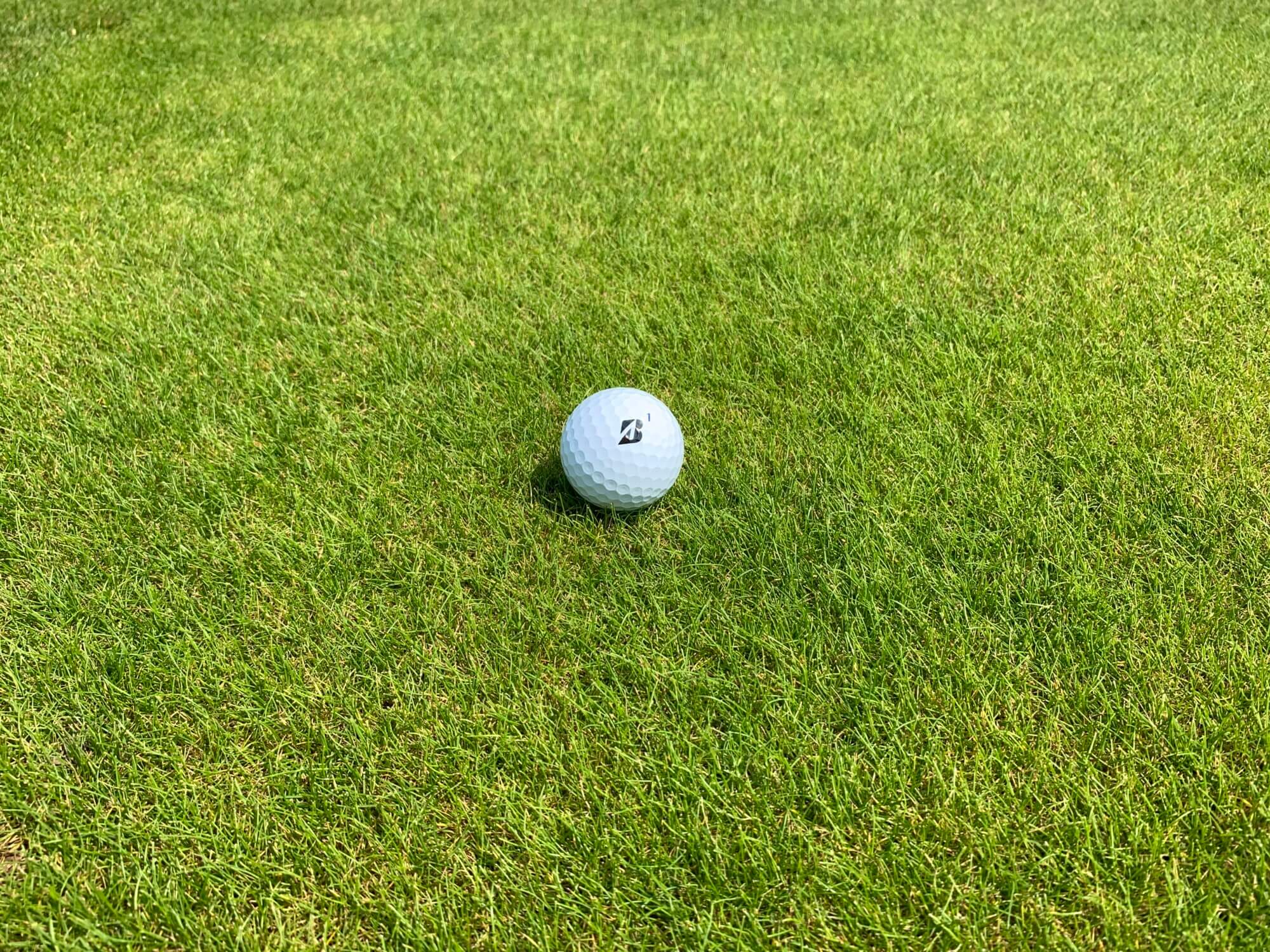 golf ball on some fescue grass