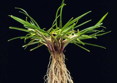 Perennial Ryegrass