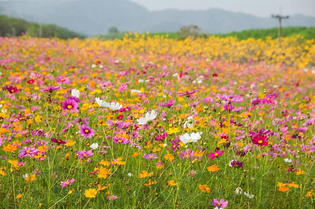 A field of pink and orange wildflowers