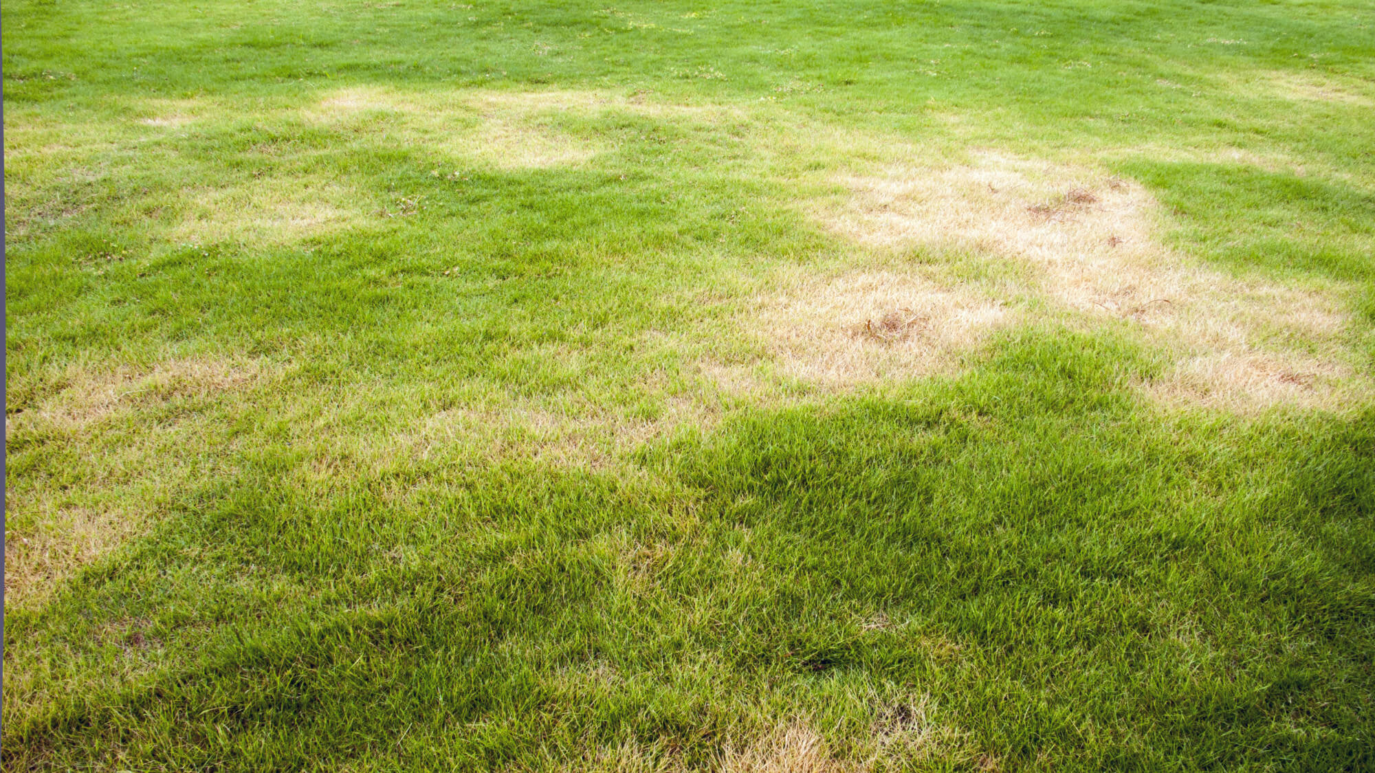 Drought Resistant Grass Seed