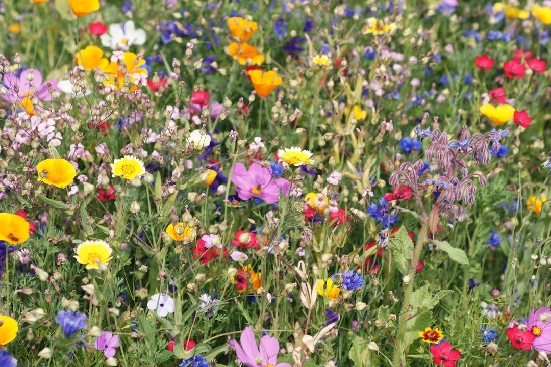 UK Native 100% Wildflower Seed Mixtures