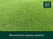 Browntop Bent