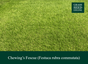 Strong Creeping Red Fescue