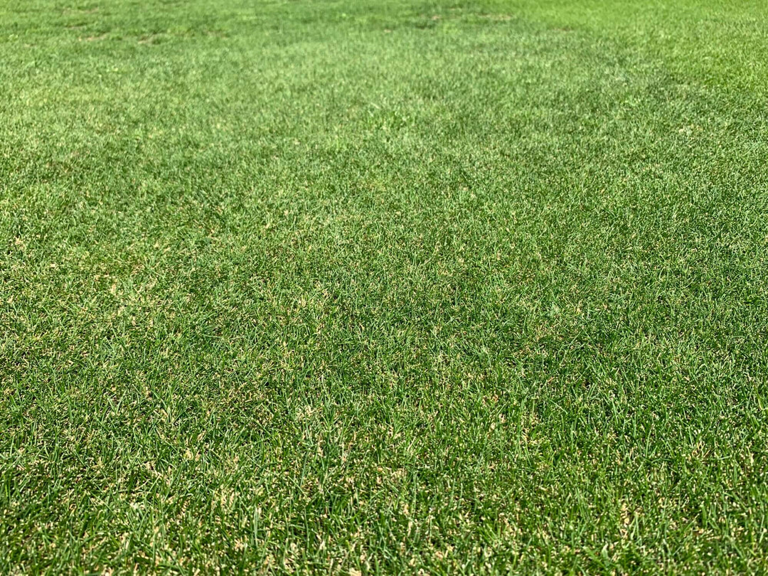 Hard Fescue