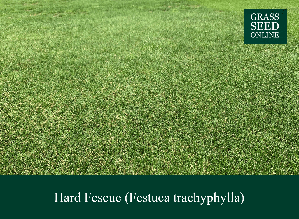 Grass Seed Online