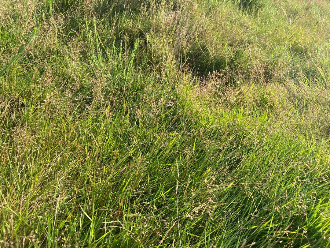 Wild Browntop Bent