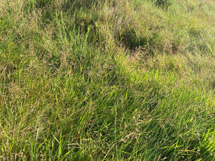Wild Browntop Bent