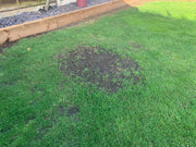 Grass with a patch of dead grass on it