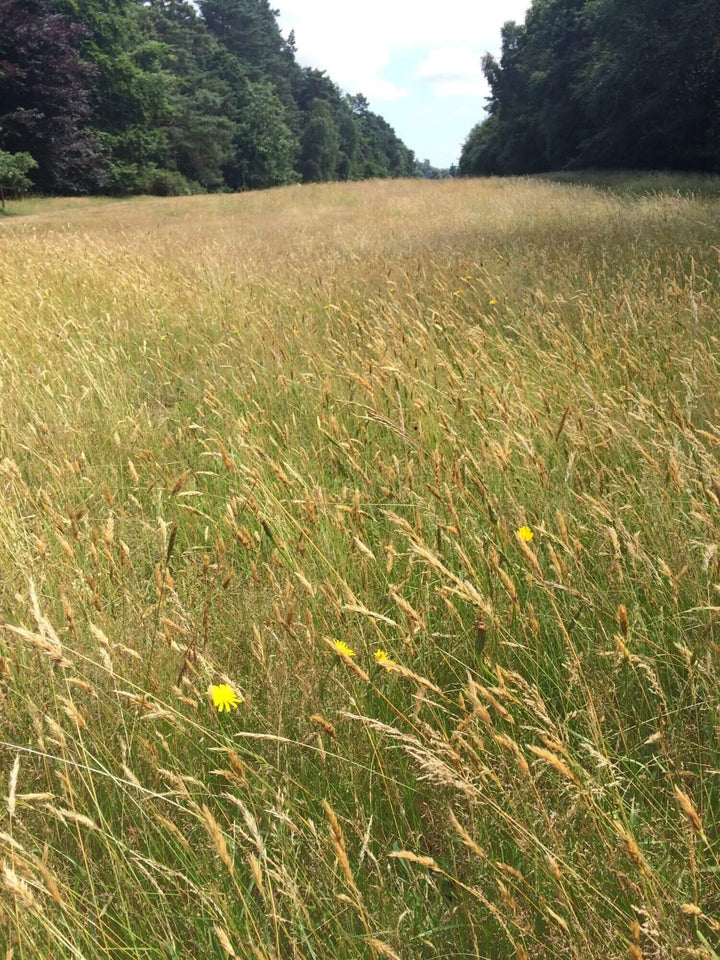 Sweet Vernal Grass Seed