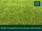 Slender Creeping Red Fescue