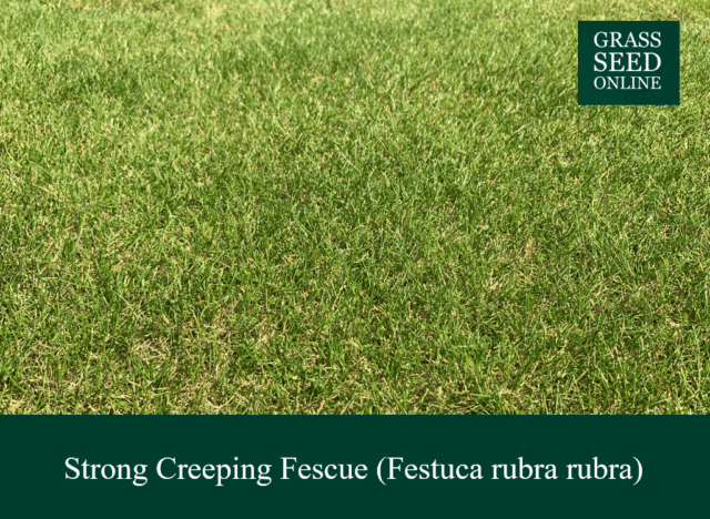 Grass Seed Online