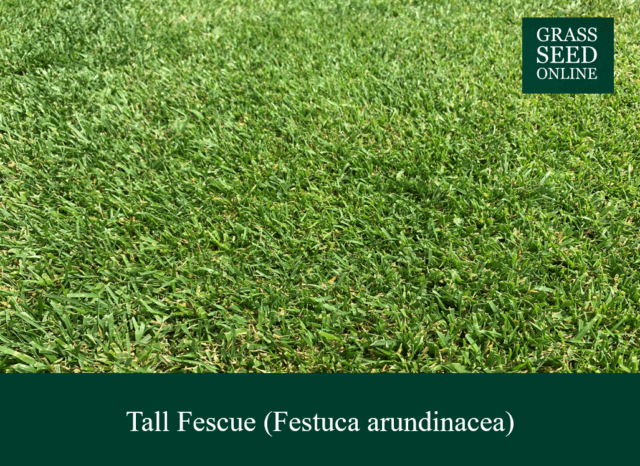 Grass Seed Online