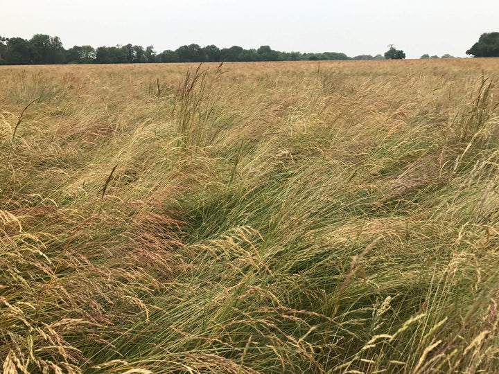 Slender Creeping Red Fescue Crop
