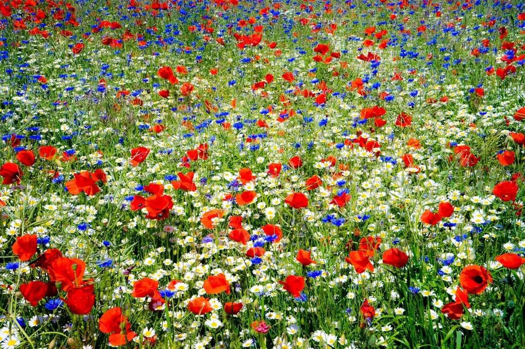 Mixture of wildflowers daisies and poppies