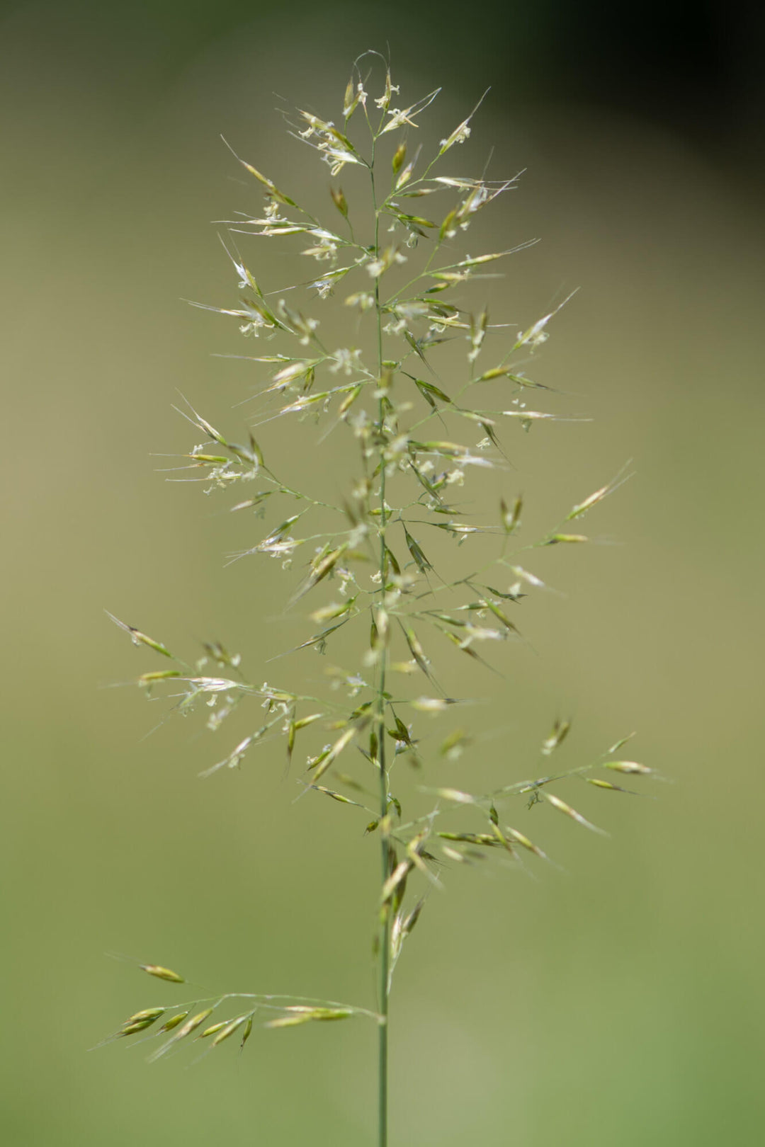 Yellow Oat Grass