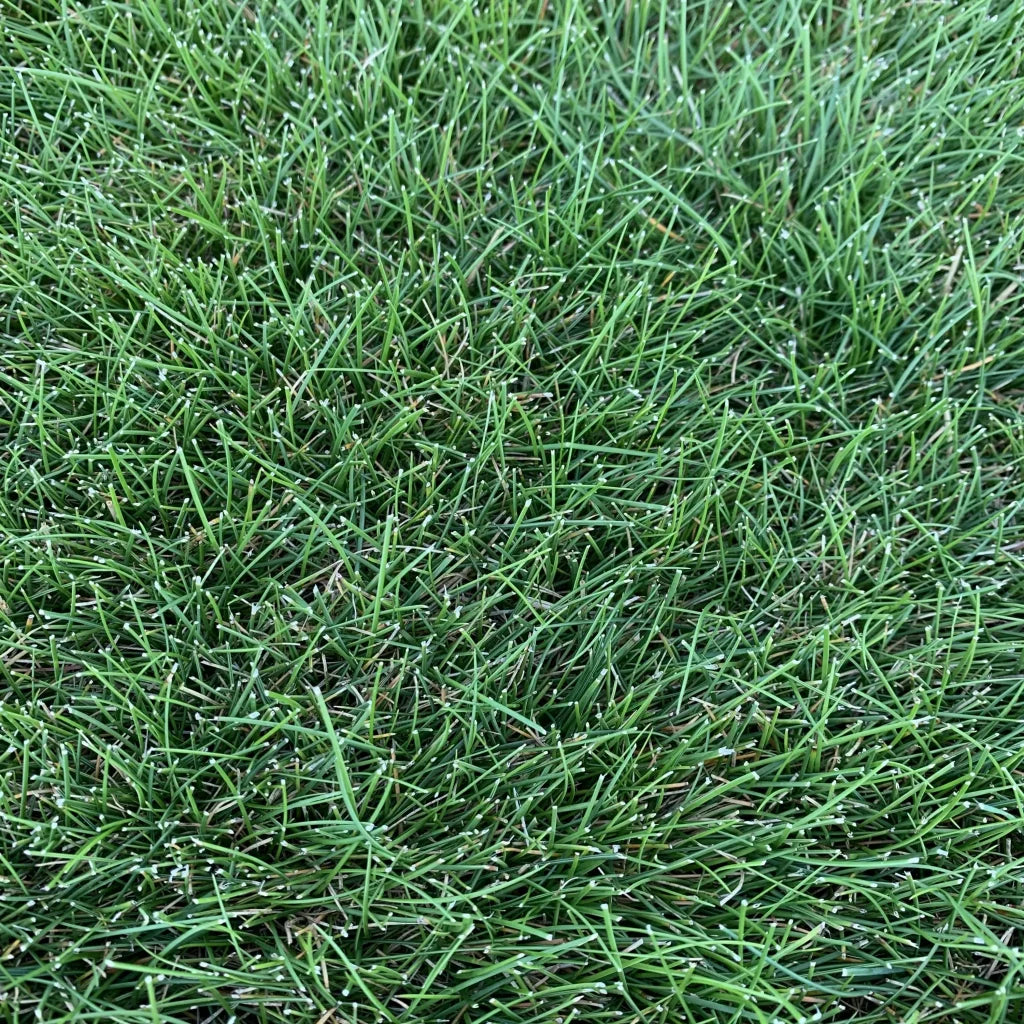 Strong Creeping Red Fescue Grass Seed Grass Seed Online strong-creeping-red-fescue-grass-seed-grass-seed-online