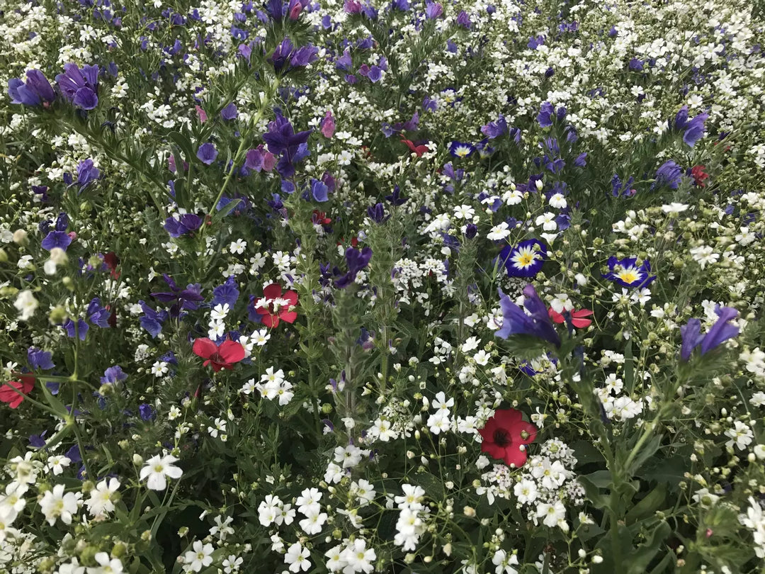 red white and blue annual flower seed