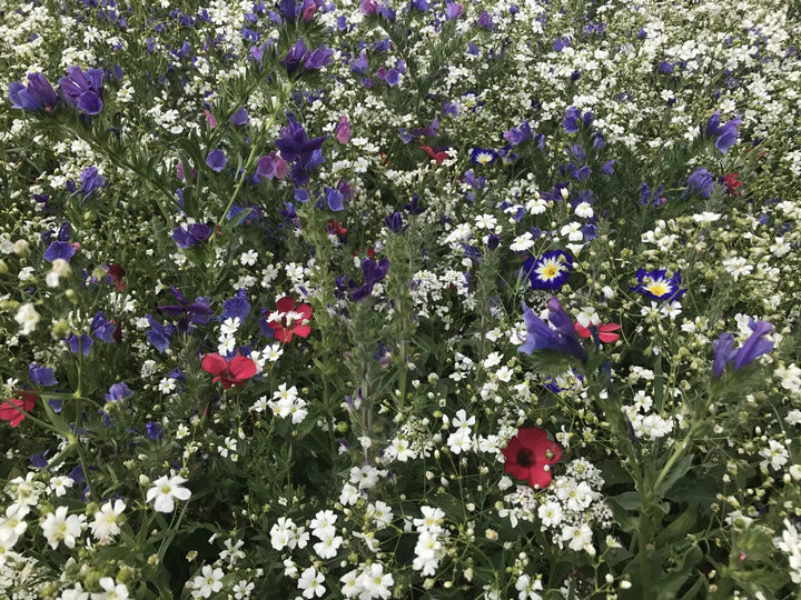 red white and blue annual flower seed