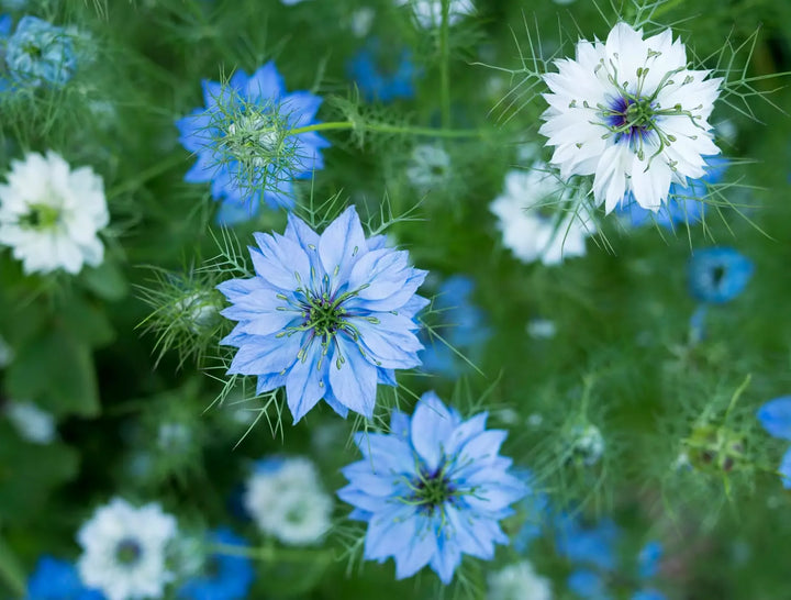 Pastel Annuals Flower Seed Mixture
