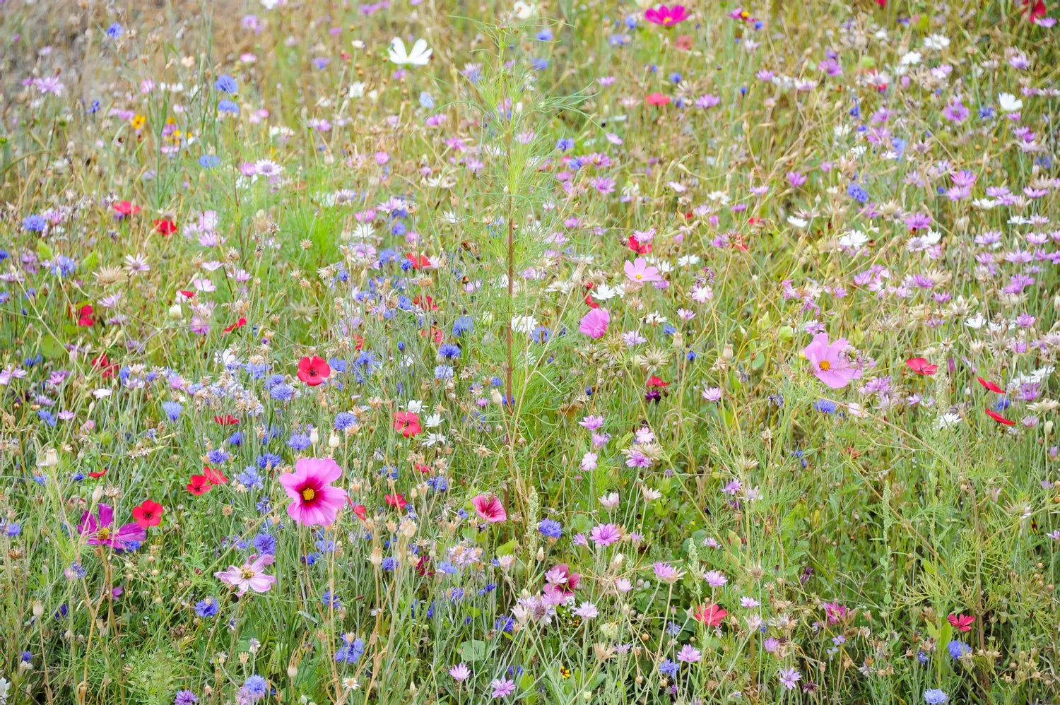 Pastel Annuals Flower Seed