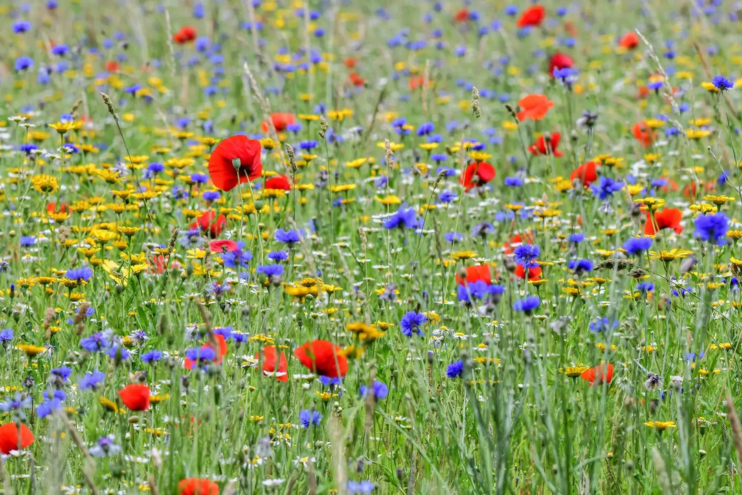 Cornfield Annual Wildflower Seed