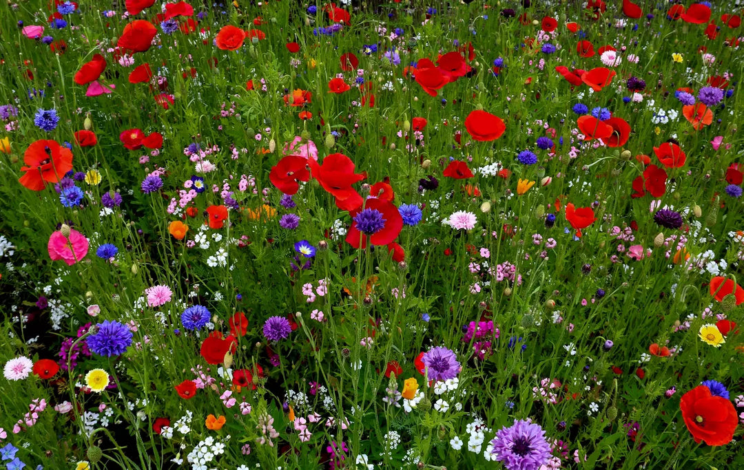 Classic Annual Flower Seed