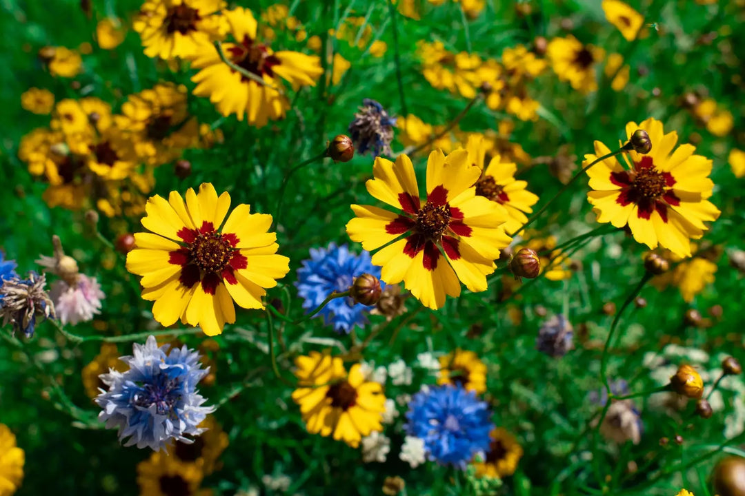 Classic Annuals Flower Seed