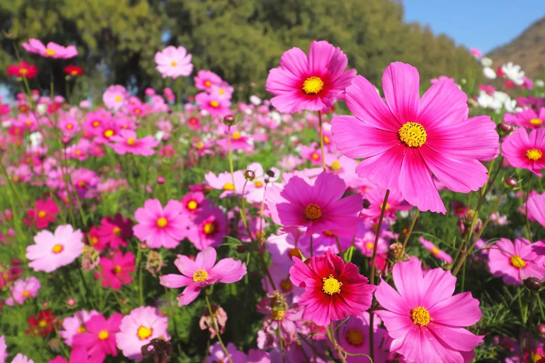 Classic Annuals Flower Seed