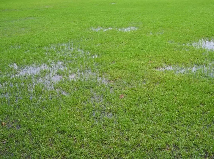 Lawn with puddles in it.