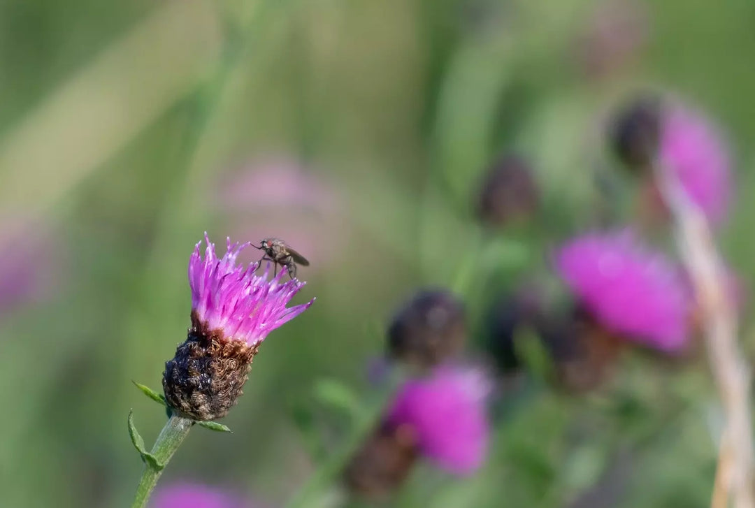 A close up of a Common Knapweed with a fly on top.