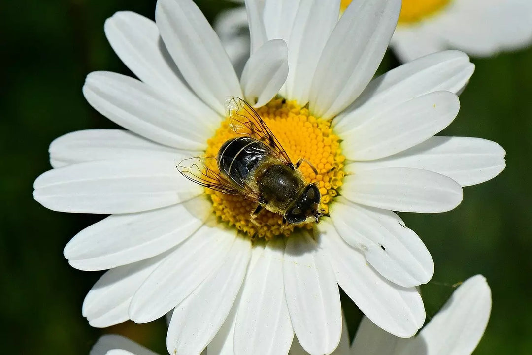 A close up of a bee on the pistil of an Oxeye Daisy