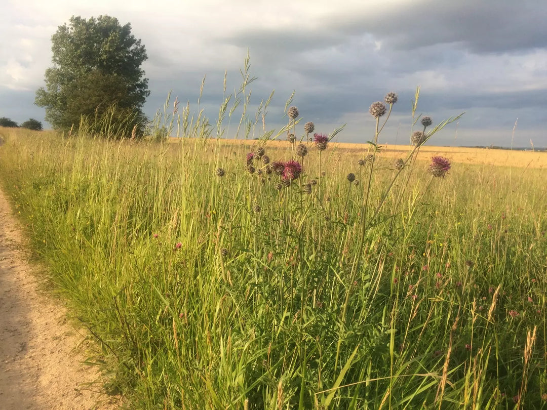 A few Greater Knapweed flowers in the countryside with a tree in the background.