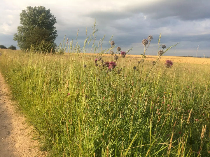 A few Greater Knapweed flowers in the countryside with a tree in the background.