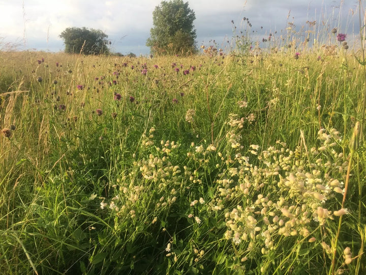 A field of yellow and purple wildflowers