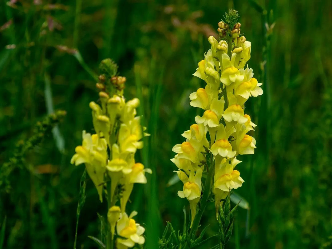 Close up of two Common Toadflax wildflowers. Greenery in the background.