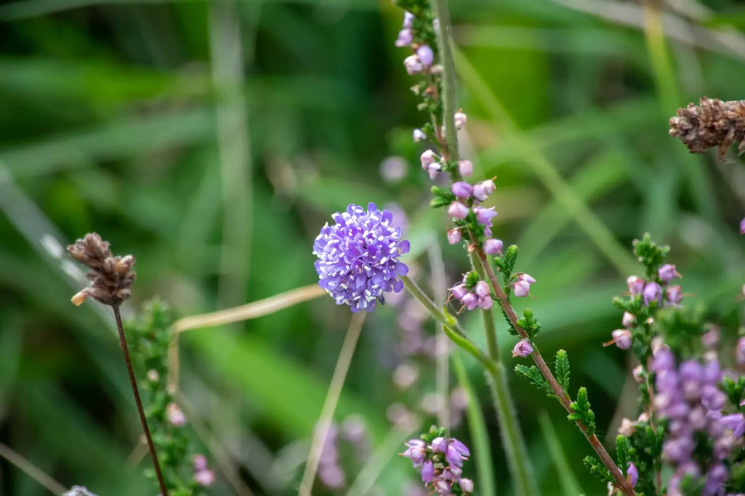 Purple wildflower