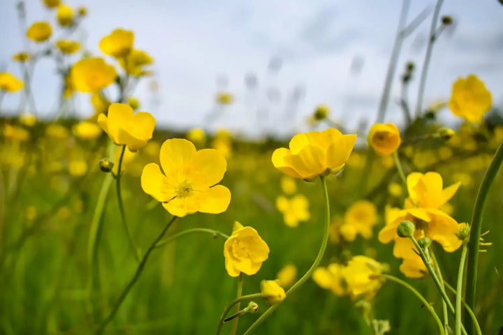 Close up of Meadow Buttercups in a field.