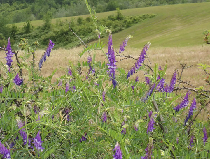 Tufted Vetch in a field.
