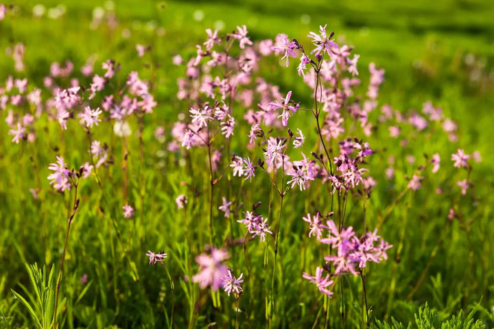 Ragged Robin in a grass field.