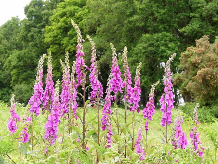 Shaded Areas & Woodland Edge 80:20 Wildflower Seed