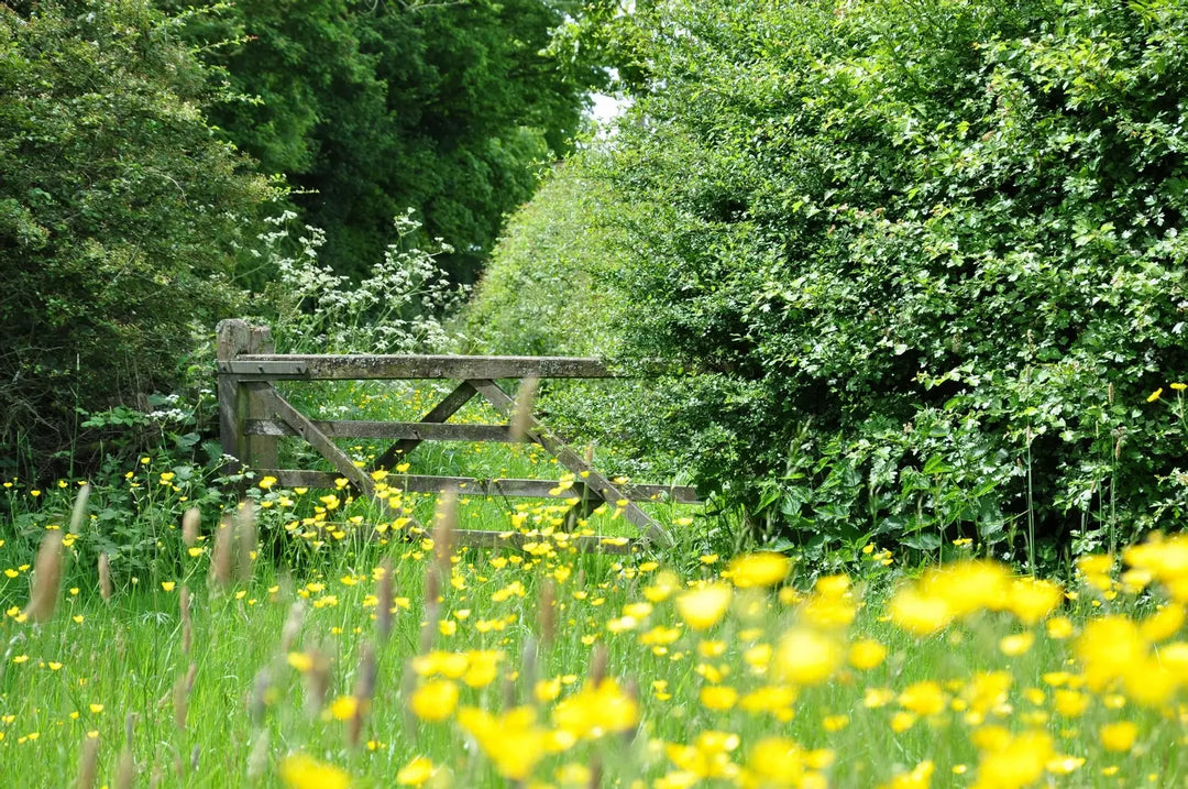 Shaded Areas & Woodland Edge 80:20 Wildflower Seed