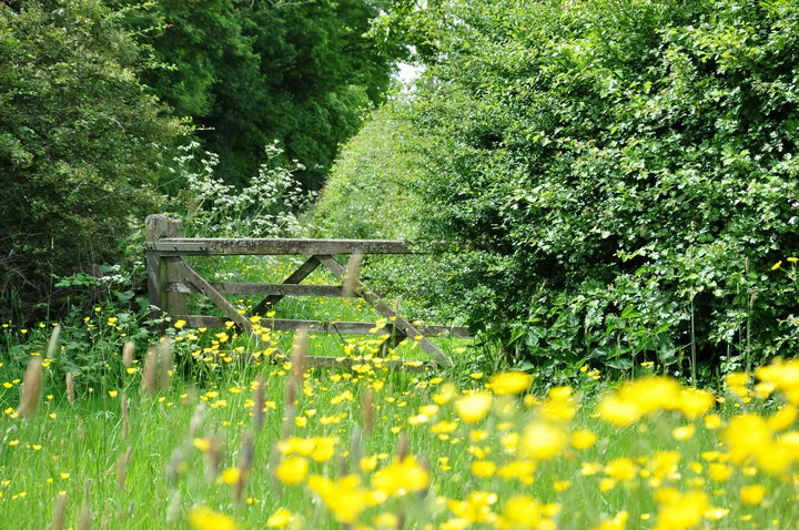 Shaded Areas & Woodland Edge 80:20 Wildflower Seed