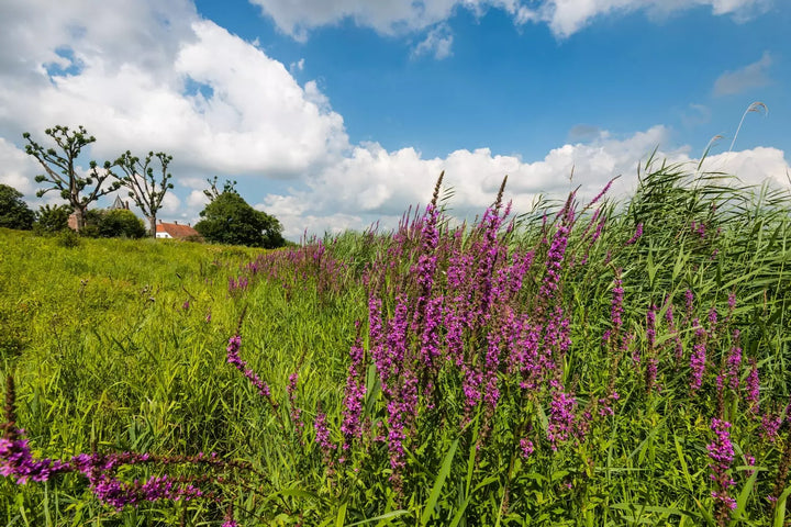 Wetland & Water Edge 80:20 Wildflower Seed