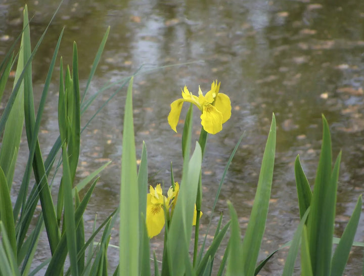 Wetland & Water Edge 80:20 Wildflower Seed