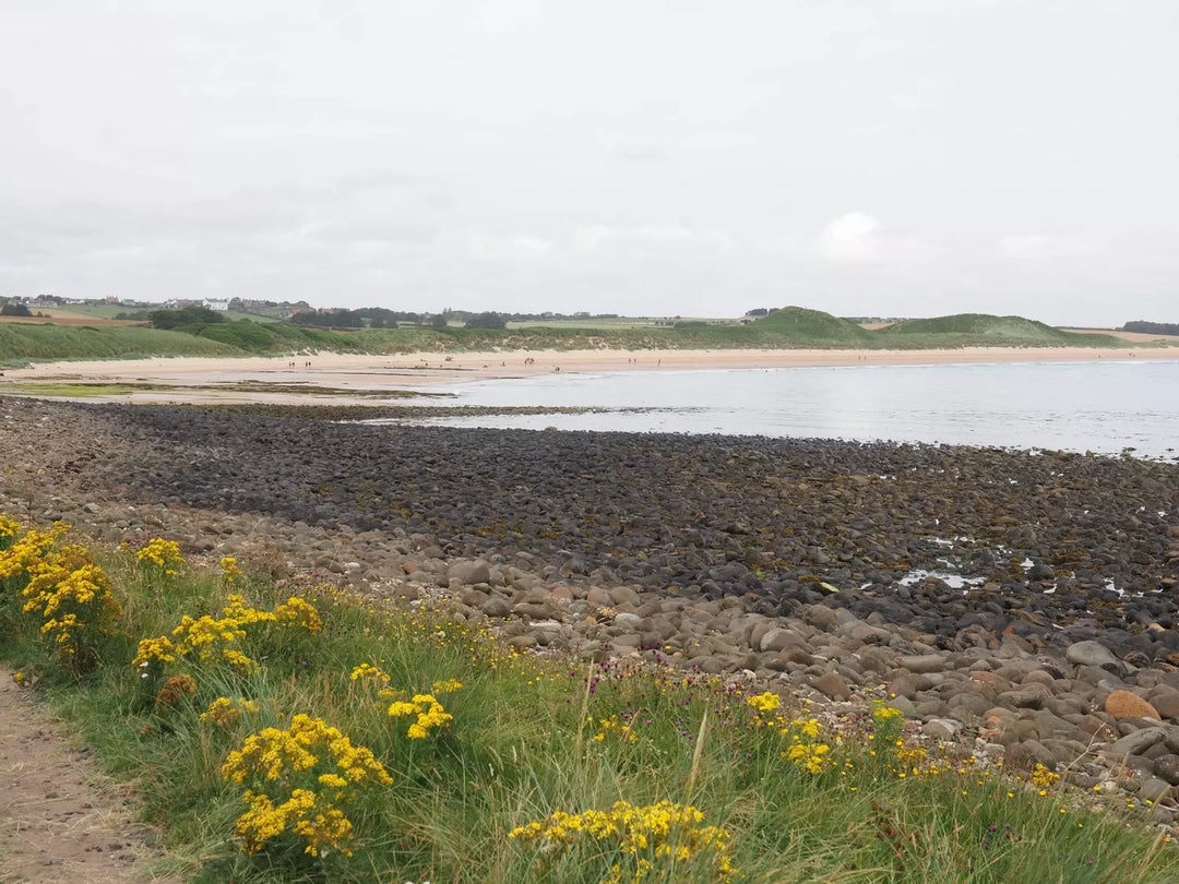 Yellow wildflowers alongside a rocky beach.