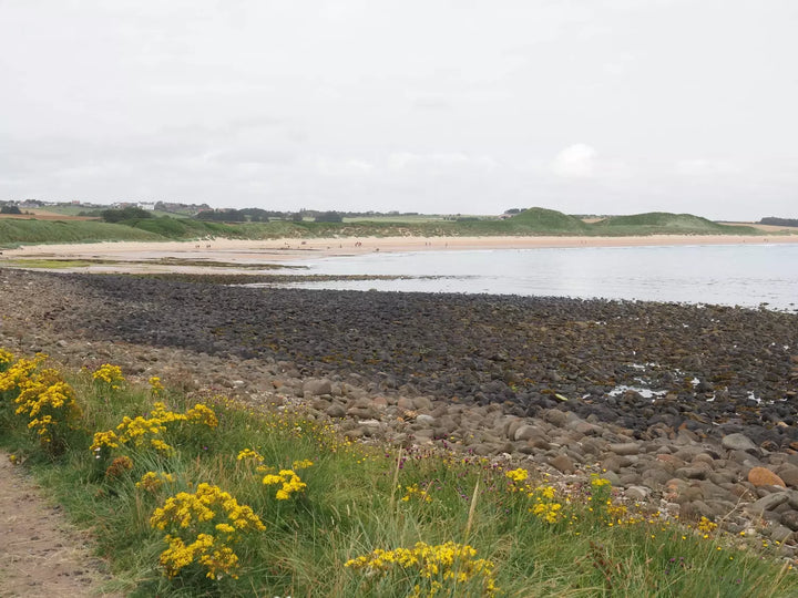 Yellow wildflowers alongside a rocky beach.