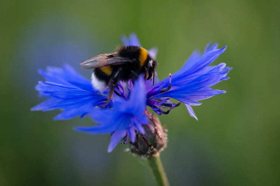 A bee on a cornflower