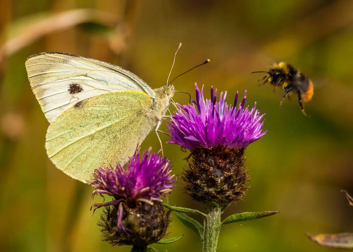A butterfly and bee flying around a Greater Knapweed